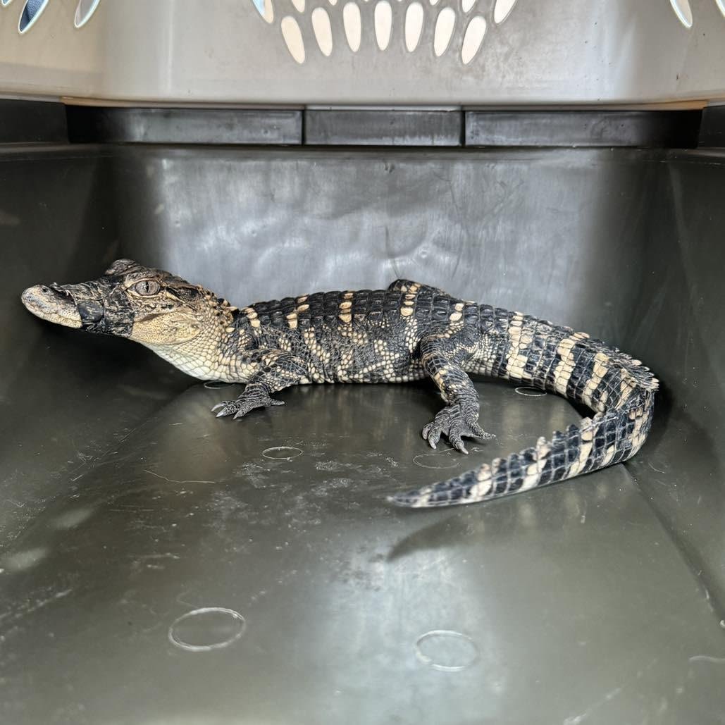 Alligator found after 10 days on the loose in Missouri