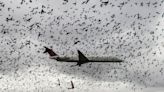 Bird strike: What happens when a plane collides with a bird?