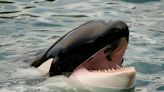 Comparing an orca's brain to a human's explains why killer whales are the ocean's ultimate apex predator