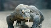 What led to a Komodo dragon attack at the Akron Zoo?
