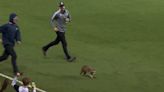 "¡Esto es entretenimiento!" Un mapache se 'roba' el show durante un partido de la MLS - MarcaTV