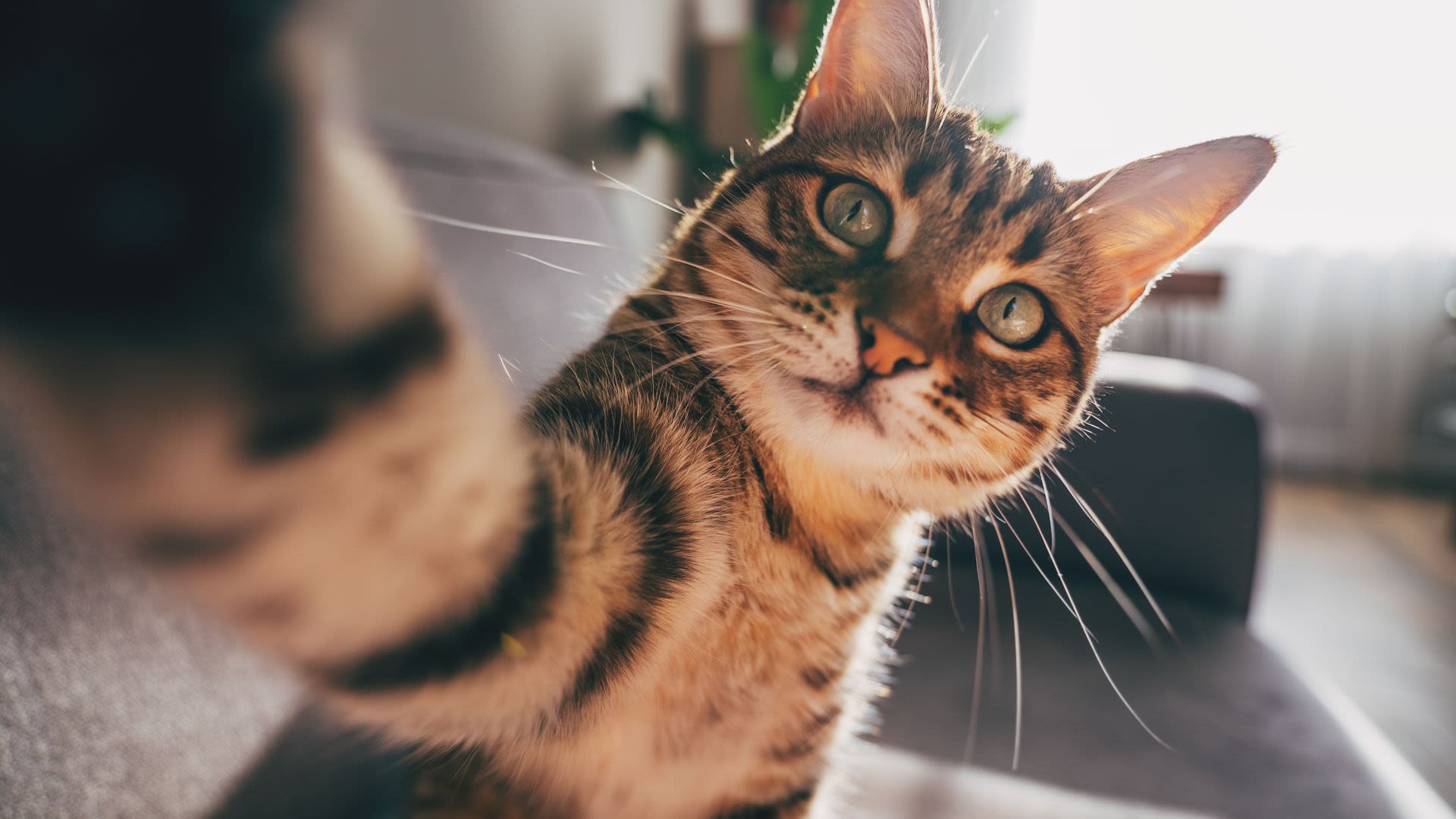 11 interesting cat facts you're bound to find a-meow-sing