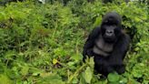 The Milwaukee County Zoo is the first in the U.S. to offer a virtual-reality experience about gorillas only seen in the wild