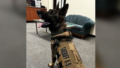 Jefferson County K-9 Graffit to be honored in Washington D.C. memorial