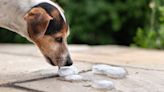 Can dogs eat ice cubes? We checked with a vet