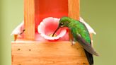 How do I keep bees off my hummingbird feeder? 5 simple tricks to try