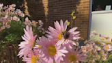 Community gardens brightening Forsyth County