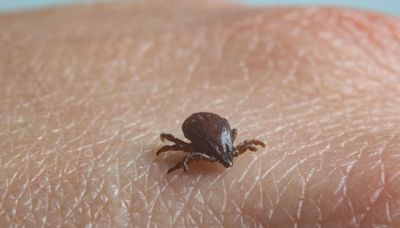 Ticks may be worse after the mild winter. Here's what you need to know about tick-borne disease.