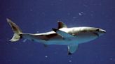 Beach weather is here and so are sharks. Scientists say it's time to look out for great whites