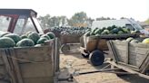 El exceso de sandías deja a los agricultores rumanos en la estacada
