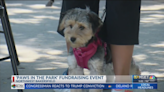 ‘Paws in the Park’ fundraiser promotes spay and neutering in Kern