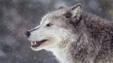 Wyoming man accused of capturing live wolf and showing it off in bar before killing it