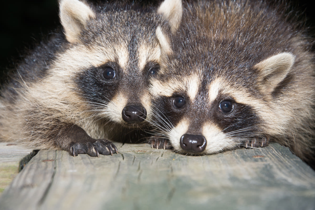 Baby Raccoons Trying to Play with Ball at Miller Zoo Are Capturing Hearts