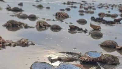 In Wales, 'Mass Grave' Of Spider Crabs On Beach Leaves Locals Terrified - News18