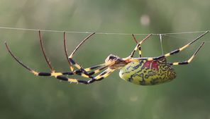 Giant venomous flying spiders are creeping their way from Georgia up the East Coast