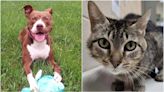 KCAS Pet of the Week: Millie and Nancy