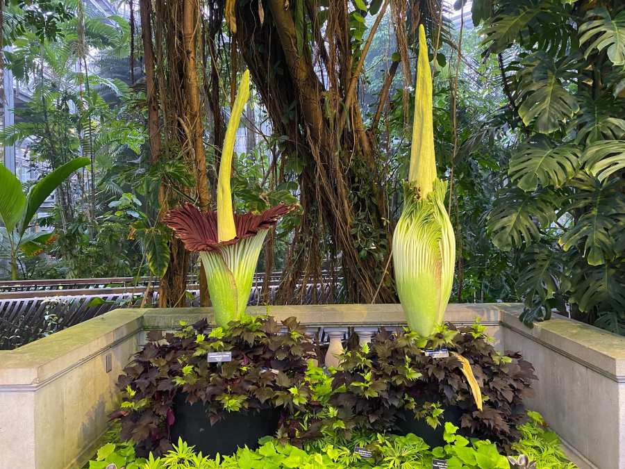 First corpse flower blooms at US Botanic Garden in DC