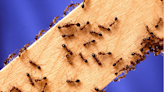 Senate report ups calls for moves to limit spread of fire ants - Grain Central