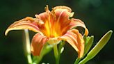 Growing Concerns: Daylilies add easy colours to garden