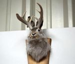 Jackalope