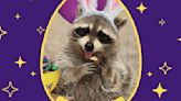 The Cadbury Bunny Tryouts 2024 Winner Is An Adorable Raccoon