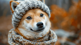 Dogwifhat (WIF) Catching Up to DOGE and SHIB: Investors' Top Meme Coin Pick for 2024