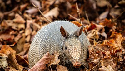 Missouri armadillo sightings increase with warmer weather and cicada surplus