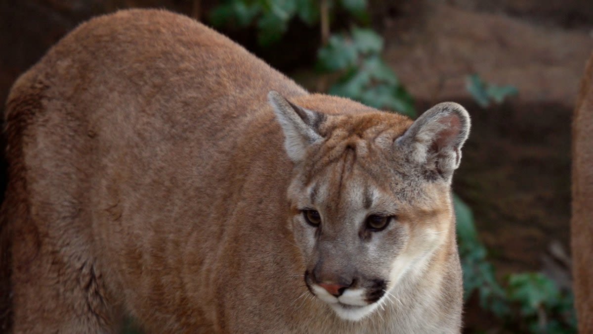 Mountain lion spotted in Milpitas residential neighborhood