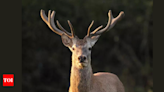 A new lease of life to warring swamp deer - Times of India