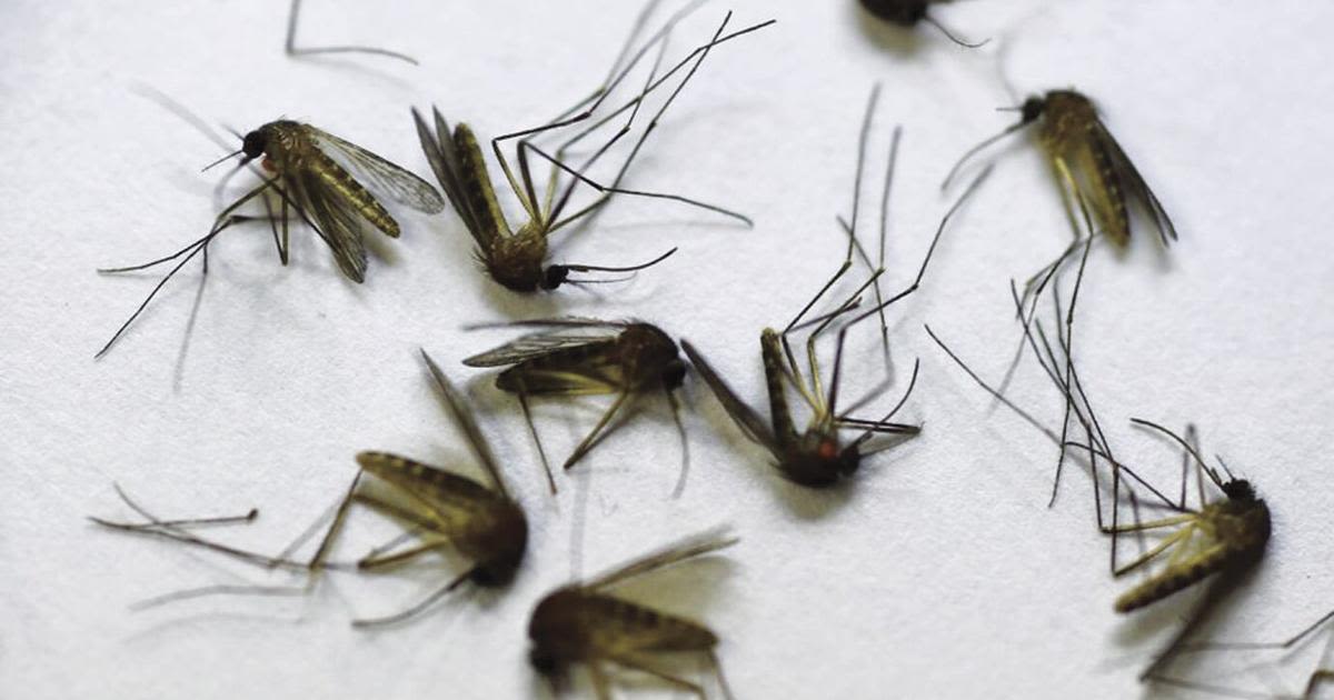 Baker County mosquitoes free of West Nile virus so far this summer