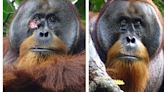 紅毛猩猩「自製草藥敷傷口」創全球首例 動物界神醫治療1個月痊癒