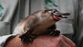 A man stole a platypus from its habitat and took it on a tour of an Australian town, police say. They still can't find the animal.