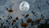 Luna llena de Flores de mayo 2024: qué augura para tu signo del zodiaco - La Opinión
