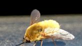 Missing bees in your garden this summer? Bee flies might be to blame