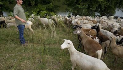 Cities are using sheep to graze in urban landscapes and people love it