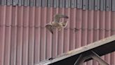 Peregrine falcons rear young at power station