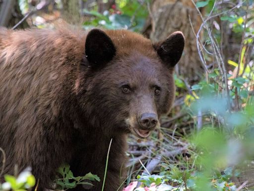 Bear attacks woman walking dogs, Washington officials say. Then wrong bear is killed