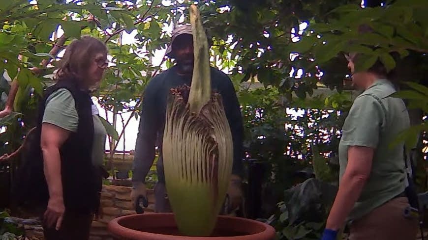 It’s happening! Rare corpse flower is blooming, stinking up Como Park Zoo and Conservatory