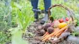 Council re-submits plan to move 78 allotments