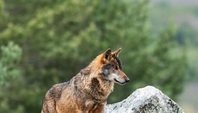 Se acabó la caza del lobo en Castilla y León: la justicia europea tumba la norma autonómica que la permitía