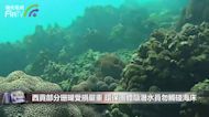 西貢部分珊瑚受損嚴重 環保團體籲潛水員勿觸碰海床