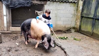 Anxo, el niño gallego de 7 años capaz de domar a Galiciña, su cerda de 300 kilos: "La quiero mucho"