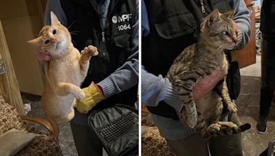 La Policía de la Ciudad rescató a 12 gatos que estaban hacinados en una casa: las fotos del operativo