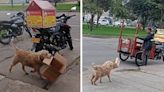 Perrito es viral en TikTok al ayudar a su dueño a juntar cajitas de cartón: "Firulais en todas"