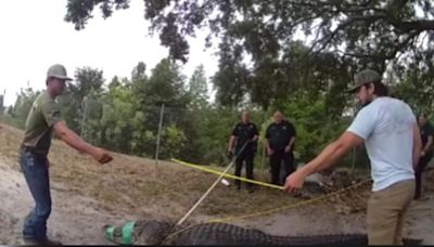 Video: Officials wrangle large alligator seen on path kids walk in Pinellas County: ‘Absolute dinosaur'