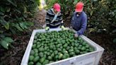 Reanudación de exportaciones de aguacate a Estados Unidos