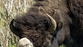 Reported birth of rare white buffalo calf in Yellowstone park fulfills Lakota prophecy - WTOP News