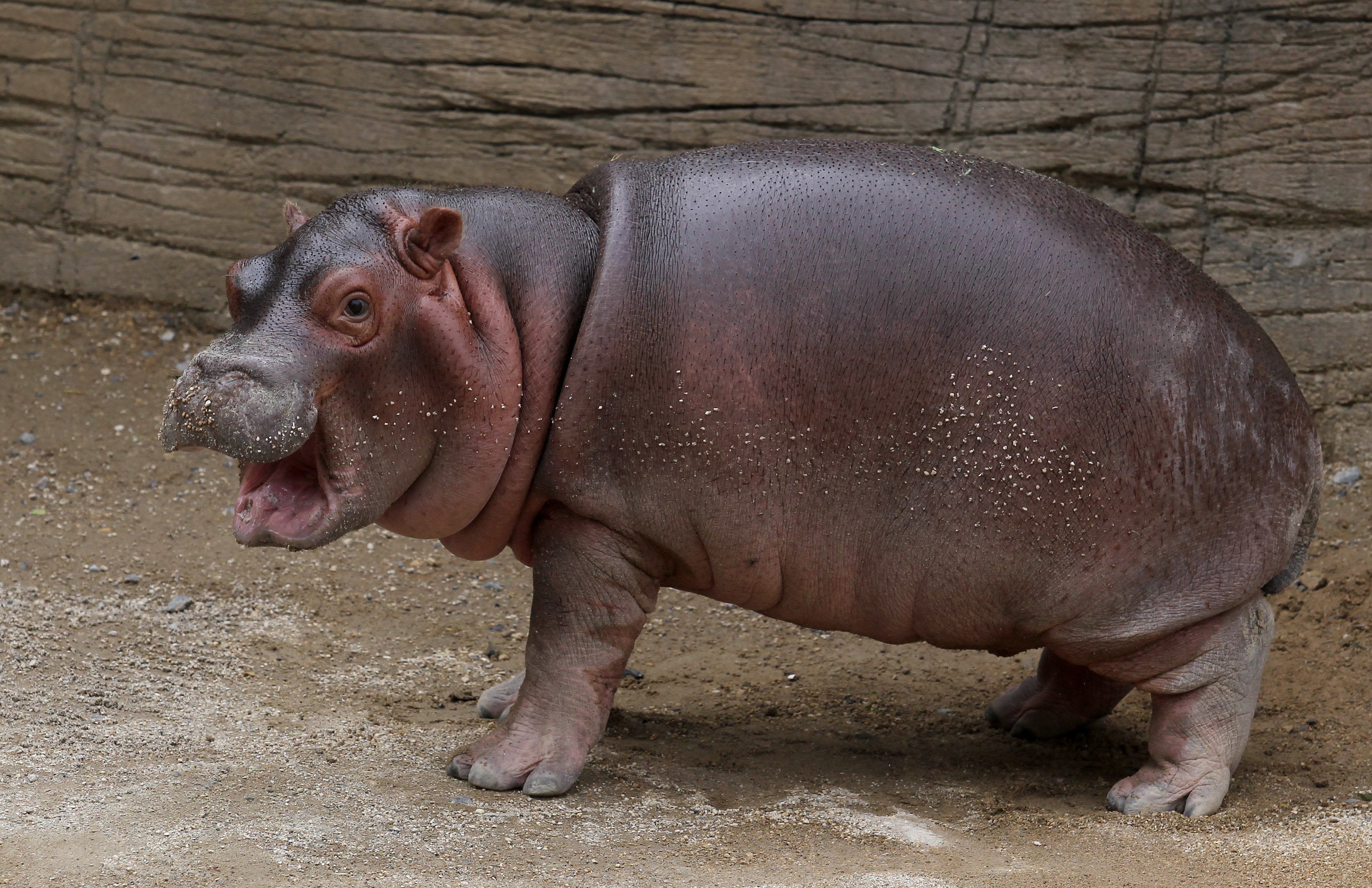 The internet has fallen in love with baby hippo Moo Deng