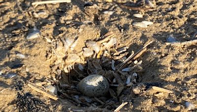 Piping plover egg found at Montrose Beach — giving rise to 'possibility of new hatchlings'