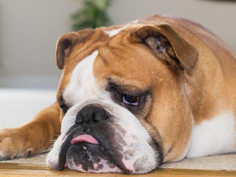 The Unhealthiest Dog Breeds